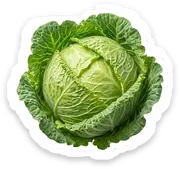 cabbage