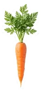 carrot