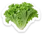 lettuce
