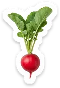 radish