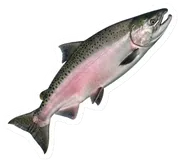 salmon