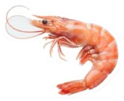 shrimp