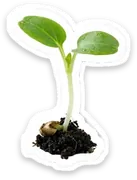 sprout
