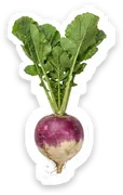 turnip